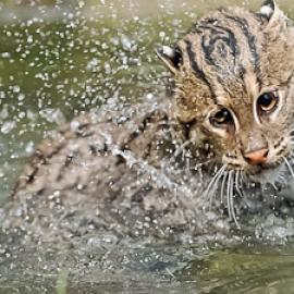 CAT in WATER